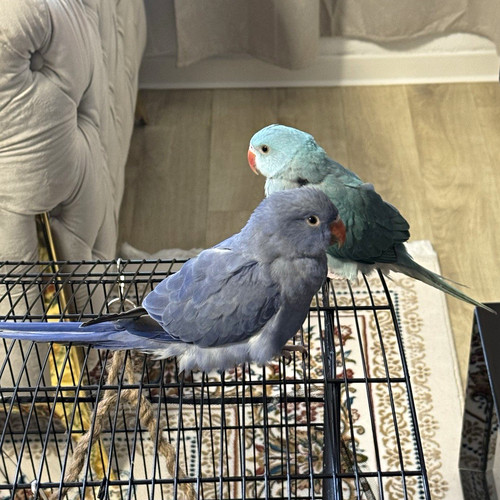 Vogelkäfig volierenkäfig - /,