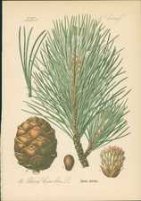 Chromolithographie : Arve