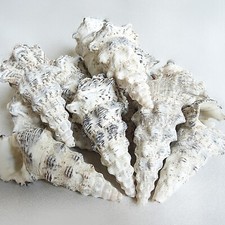 Muscheln Meeresmuscheln