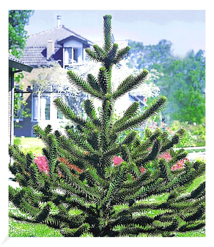 Affenschwanz baum pflanze - affenschwanz-baum,, 1