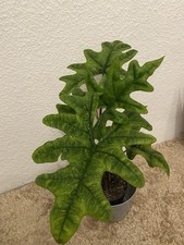 Exotische Alocasia Jacklyn Jungpflanzen