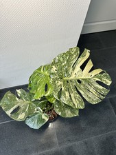 Monstera Thai Constellation