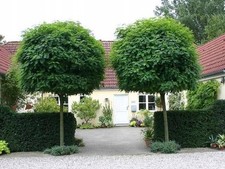 Kugel-Robinie / Kugelakazie UMBRACULIFERA 160-180 cm im Container