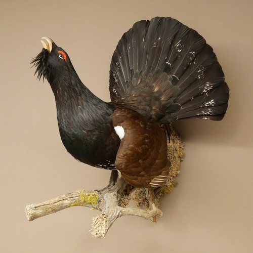 Auerhahn ganzpräparat - auerhahn,