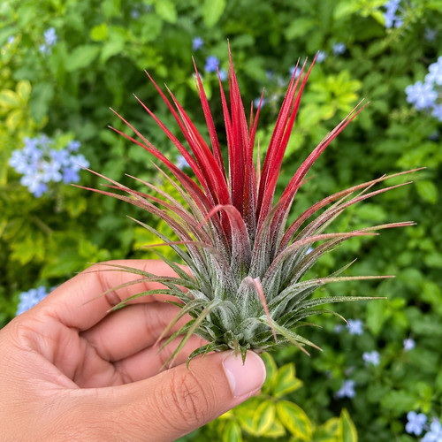 660x tillandsia ionantha - es,