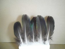 8 schwarze  grünschimmernde