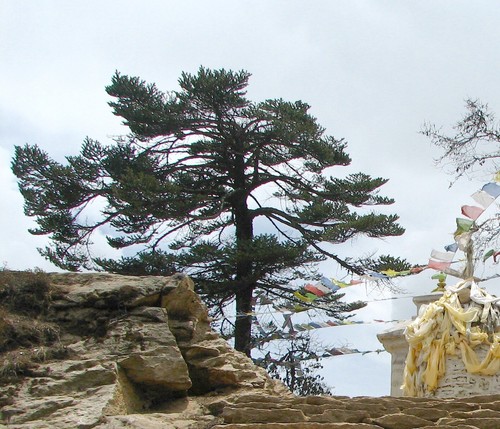 Himalaya riesen tanne abies - himalaya,