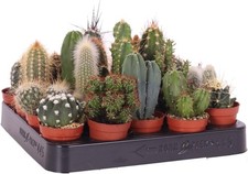 Mini Kakteen Set 10 Stueck
