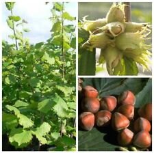 Webbs Preisnuss 3jg. Haselnussstrauch Fruchtstand 60-100