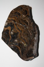 Stromatolith Bolivien (ES 63 A