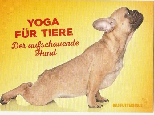 Bulldogge french - ,