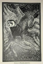 Iltis: 1941 Druck eines