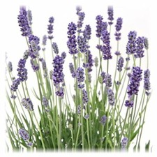 Lavandula angustifolia staude - angustifolia,