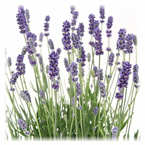 Lavandula angustifolia staude - lavandula,