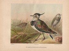 Kiebitz (Vanellus vanellus)