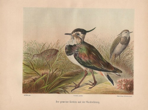 Kiebitz - , (vanellus
