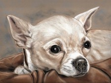 CHIHUAHUA Bild Original