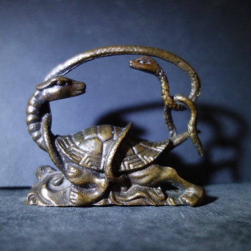 Drachen-Schildkröte