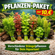 Aquarium-Pflanzenpaket / Mix