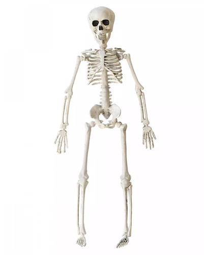 Halloween skelett - skelett,