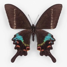 Papilio krishna charlesi - papilio, ♂