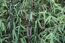 1 x Fargesia nitida 'Black