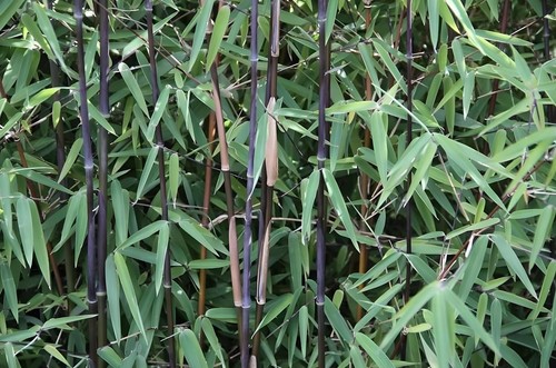 Fargesia nitida black - fargesia, 'black