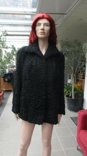 Echter persianer moderne - persianer,