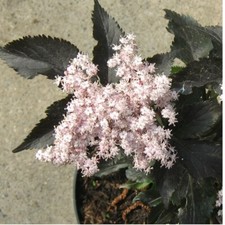 Säulenholunder Black Tower ®