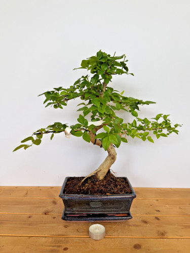 Bonsai zimmerbonsai - bonsai,