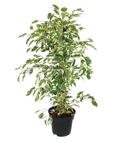 Exotenherz ficus benjamini - ficus,