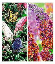 Sommerflieder-Sortiment Buddleia 'Papillion Tricolor' & 'Flower-Power®, 2 Pfl.