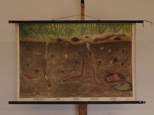 Wandbild Regenwurm Ringelwürmer 100x66cm ~1954 vintage school earthworm chart 