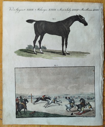 Pferd pferderennen england - pferd,