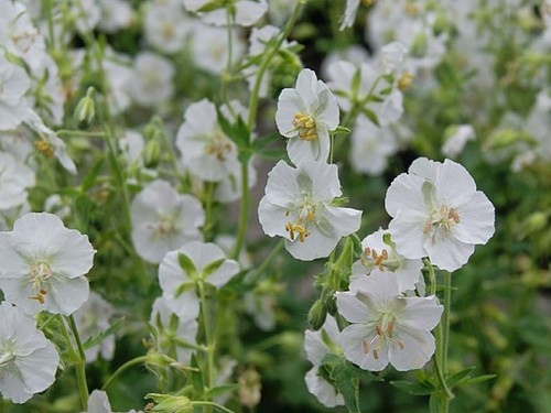 Seeds geranium phaeum album - geranium,