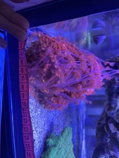 Iron Man Gonipora frag