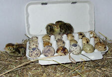 50 Wachteleier , Bruteier von Legewachteln , bunter Mix,   + Brutanleitung