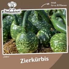 Zierkürbis Cobra Kalebasse