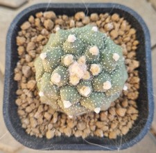 Astrophytum asterias kikko