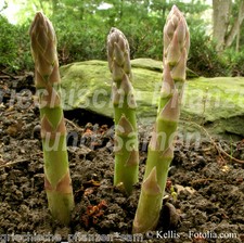 Spargel grün Grünspargel 20 Samen * gesunde Delikatesse * Kultur für 10-20 Jahre