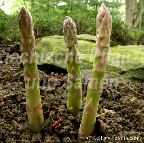 Spargel grün grünspargel - grün,