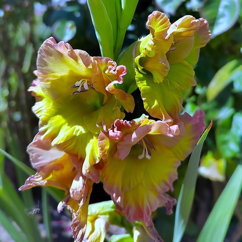 Gladiolus zwiebeln moonlight - gladiolus,