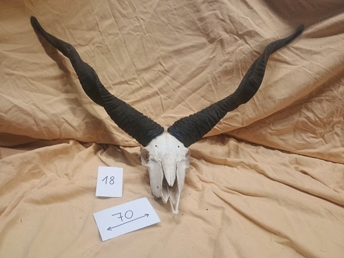 Zackelschaf hörner gehörn - hörner,,