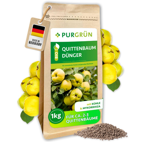 Purgrün bio quittenbaum - purgrün,