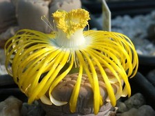 Lithops Samenmischung - 50-100-200-500-1000 Korn! Lebende Steine Living Stones