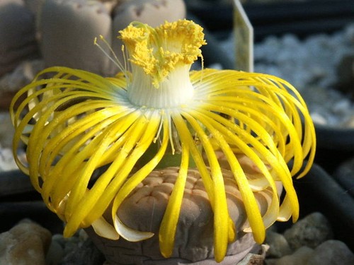 Lithops samenmischung - samenmischung,