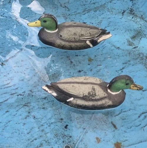 Schwimmende enten erpel - schwimmende,