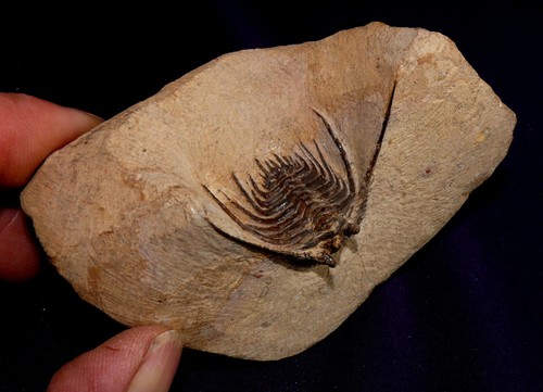 Trilobit kettneraspis marokko - kettneraspis,