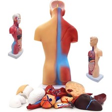 Anatomischesm Menschliches