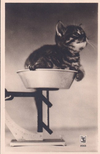 Foto katze kätzchen waage - foto-ak,